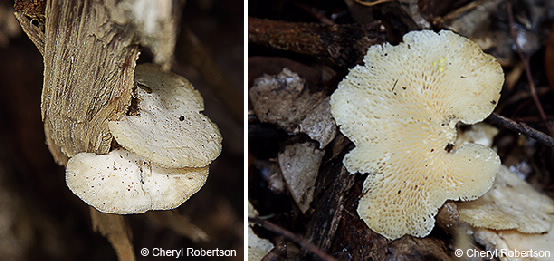 Images of Polyporus sp.