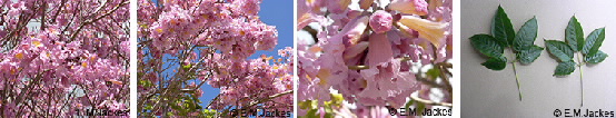 four images of pink trumpet tree flowers and leaves