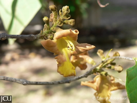 Gmelina arborea 