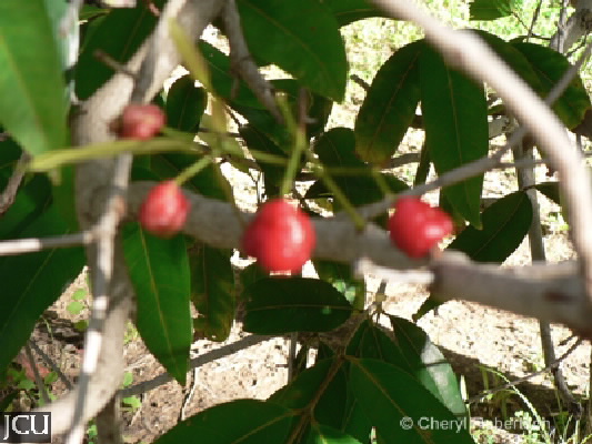 Syzygium tierneyanum 