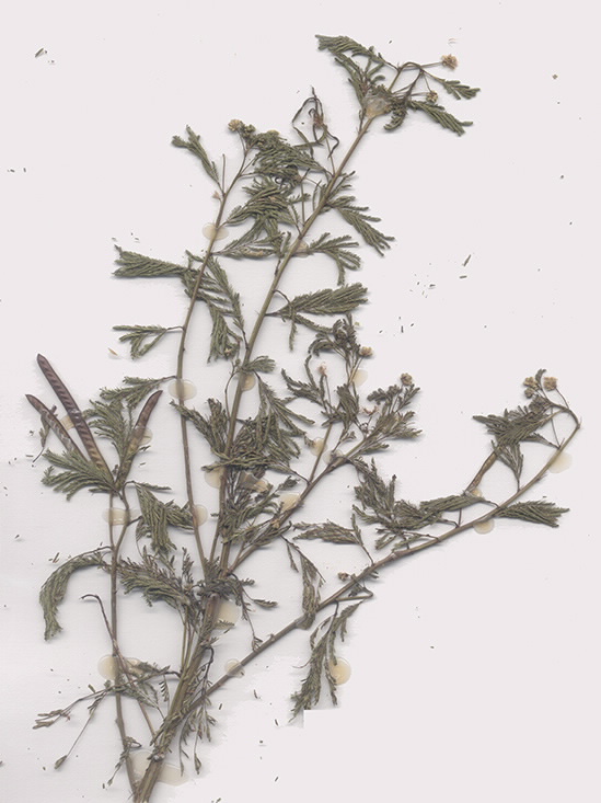 Scan of Desmanthus leptophyllus