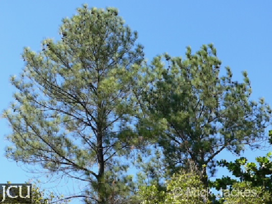 Pinus caribaea 