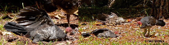 Wild brush turkeys sunbathing, Townsville Campus