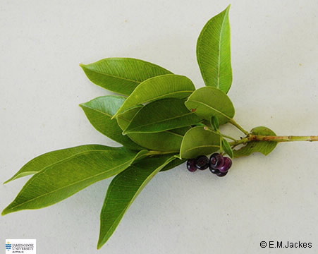 Image of Syzygium angophoroides
