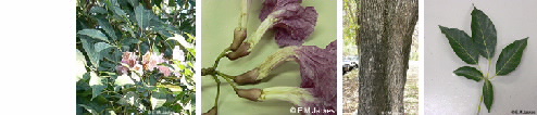images of Tabebuia rosea