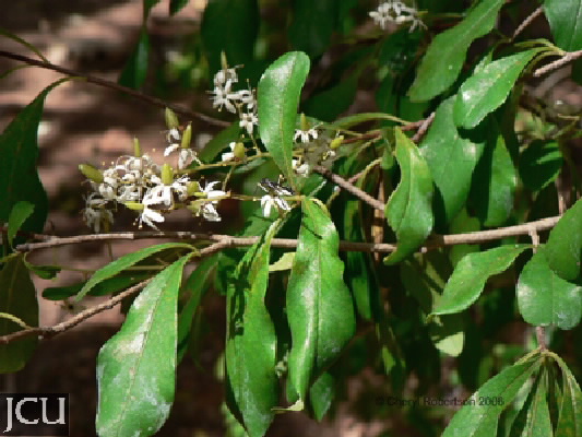 Bursaria tenuifolia 