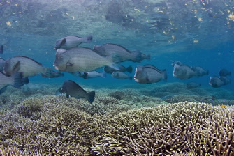 school of Giant Humphead Parrotfish. 