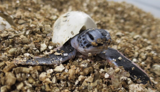 A Green Turtle hatchling emerges. 
