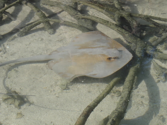 stringray in shallow water. 