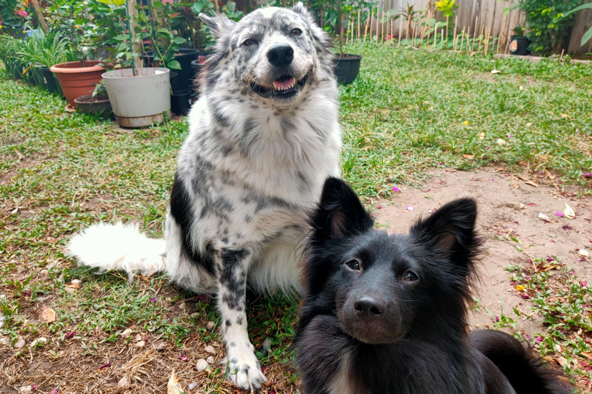 A grey dog and a black dog sit and look at the camera