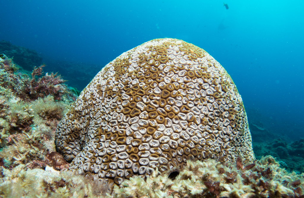 Massive coral