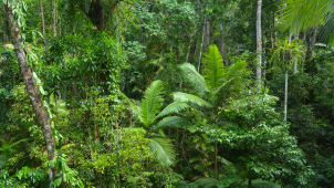 Emerging Issues Impacting Indonesian Forests image