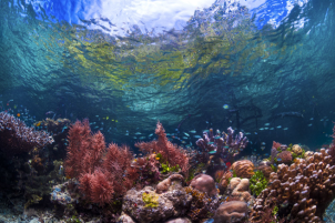 The Pacific is Here: Talanoa Across Queensland and Oceania image