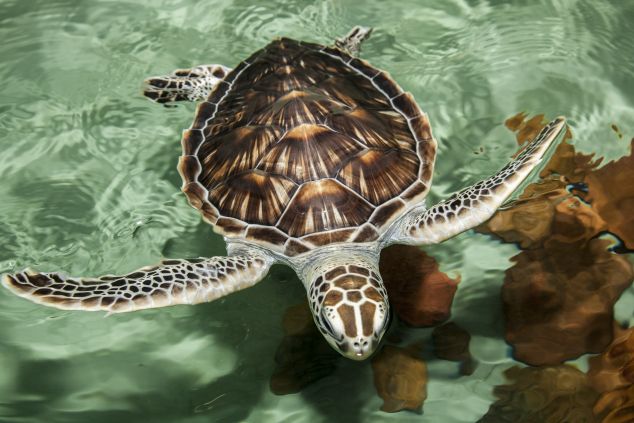 Marine turtle at the Turtle Health Research Facility