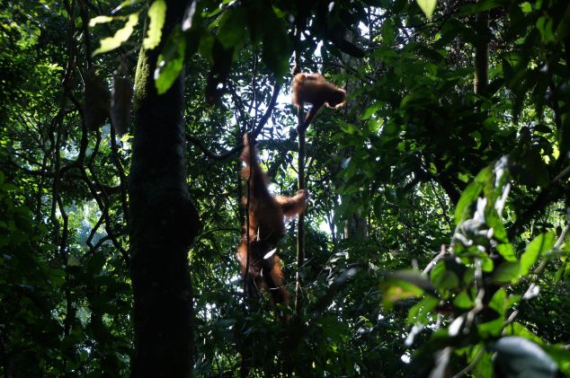 Rainforest in Sumatra