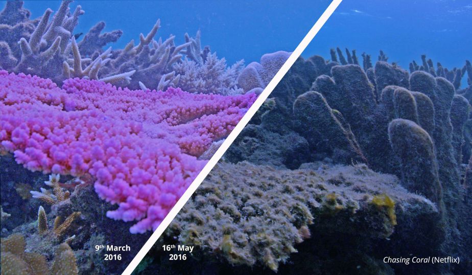 Coral before and after