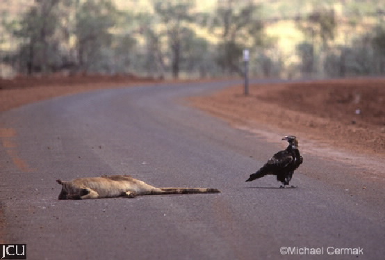 Eagle on road with wallaby carcass