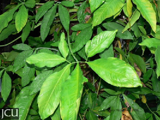Araceae 