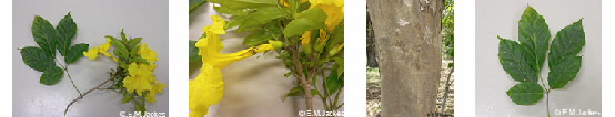 Four images of yellow trumpet tree