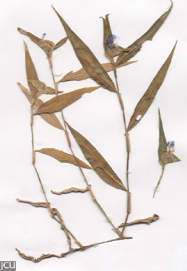 Commelina ensifolia 