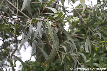 Image of Acacia celsa leaves and pods