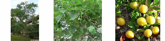 Three images of Gmelina arbprea
