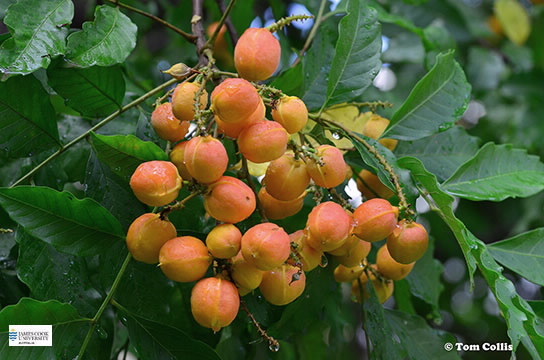 Image of Toechima fruit
