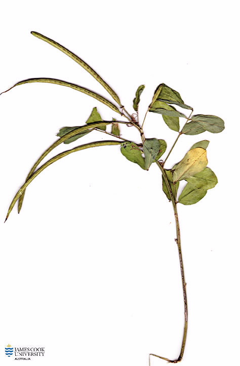 Scan of Senna obtusifolia