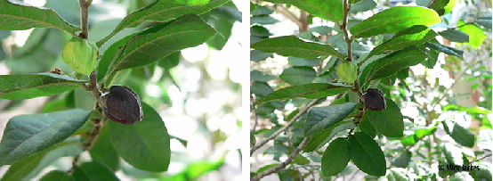 closeups of fruit on branch