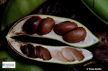 Castanospermum seed pod image