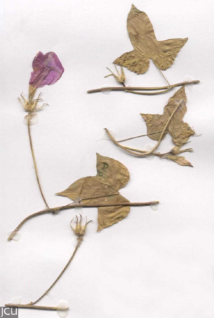 Ipomoea nil