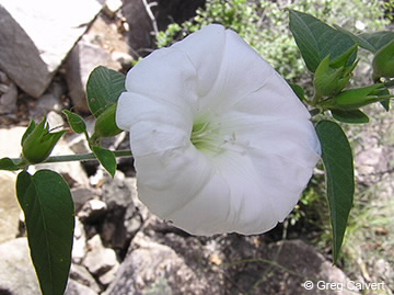 Scan of Bonamia flower