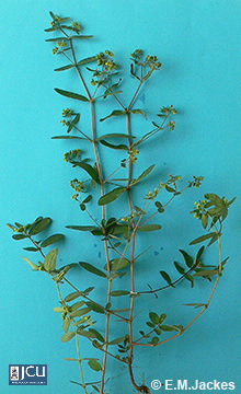 Image of Chamaesyce hyssopifolia