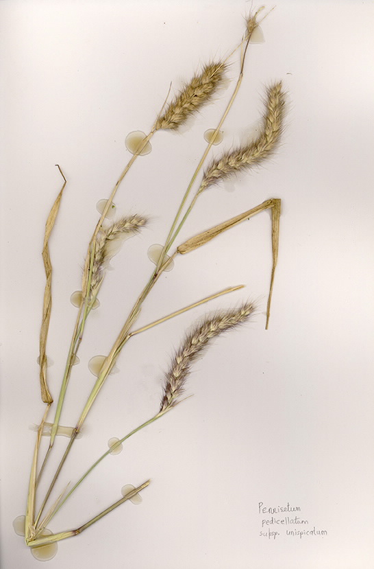 Scan of Pennisetum pedicellatum