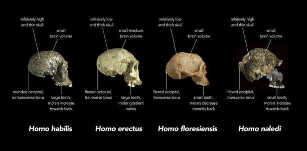 Hominid skulls 