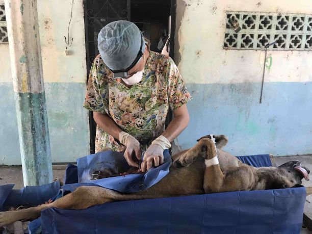 Sheridan performing surgery on a dog in Mexico 