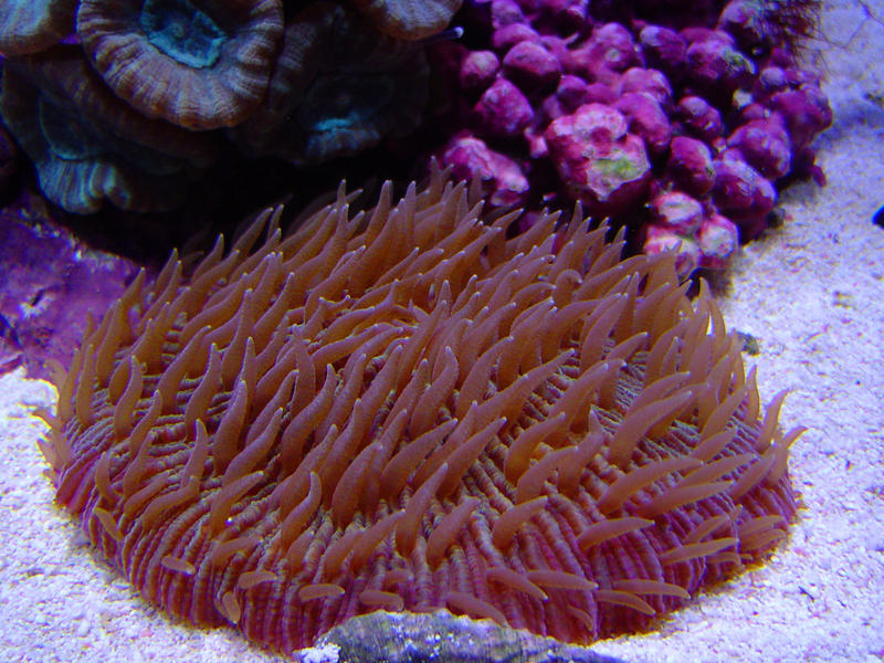 Free living coral
