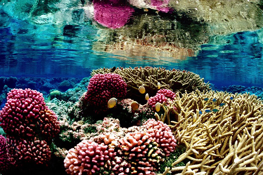 Coral reef zonation