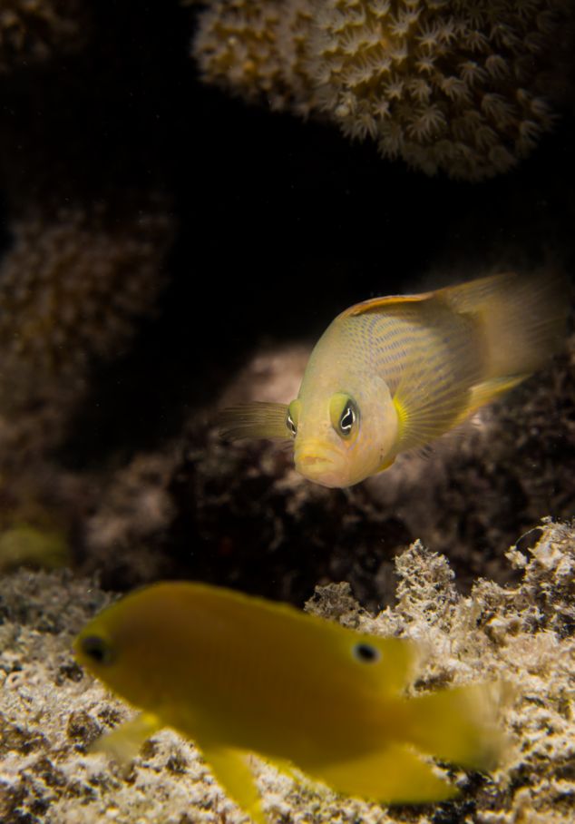 Dottyback and Damsel fish
