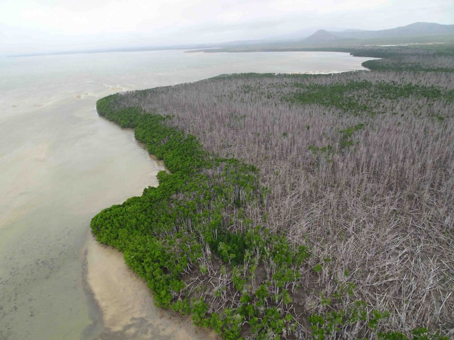Mangrove damage likely cause by cyclone