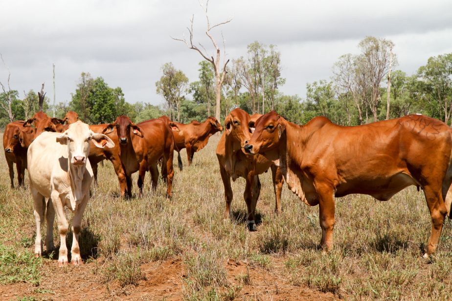 Cows