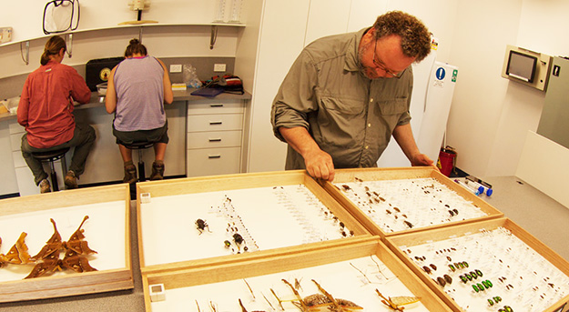 man looking at insect collection