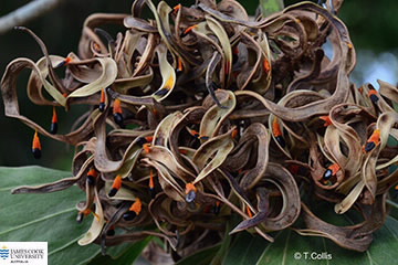 image of Acaca mangium seeds