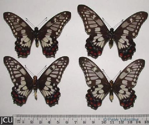 Papilio anactus 