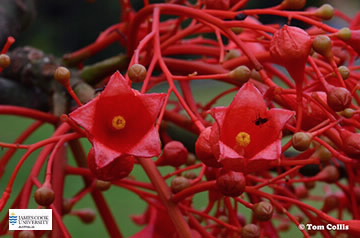 Image of Brachychiton flowers