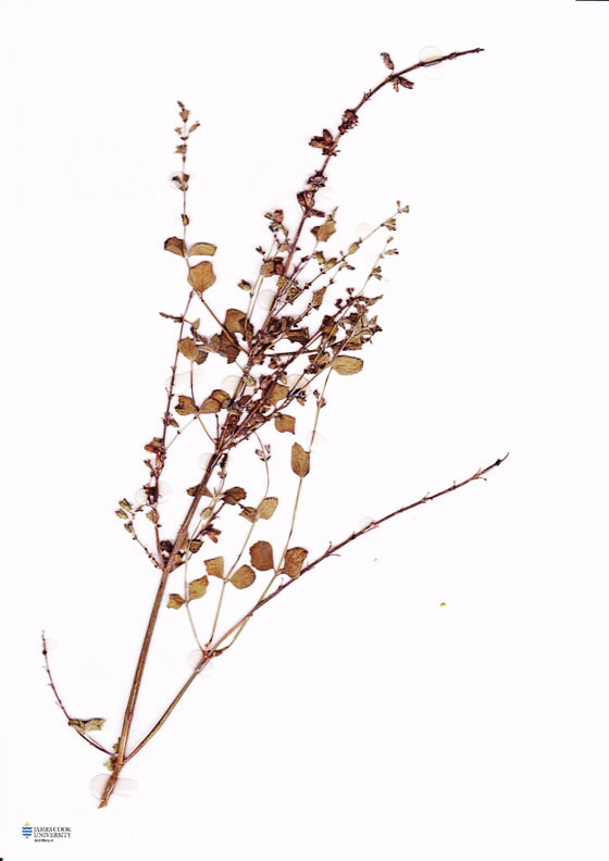 Scan of Salvia