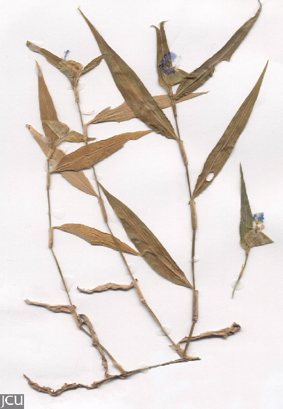 Commelina ensifolia 