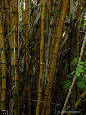 Bambusa sp. 