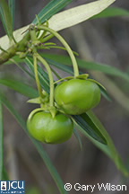Fruit of Cascabela thevetia