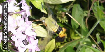 Image of Bee Hawk Moth